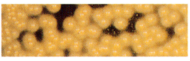 黄色ブドウ球菌（プラスチック板）